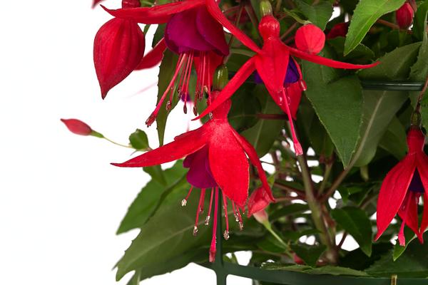 Fuchsie, hängend, verschiedene Sorten