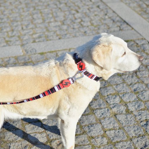 Guia deslizante para cães, multicolorida