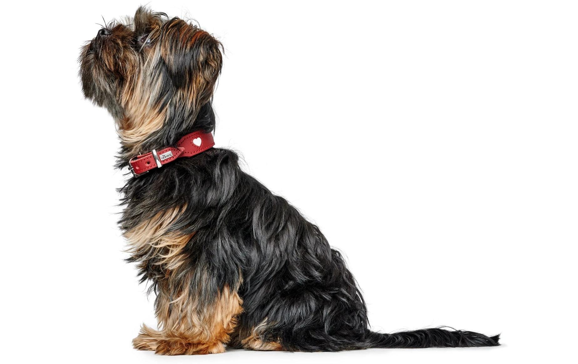 Halsband Love S-M (42), Rot/SchwarzHundehalsband mit Herz