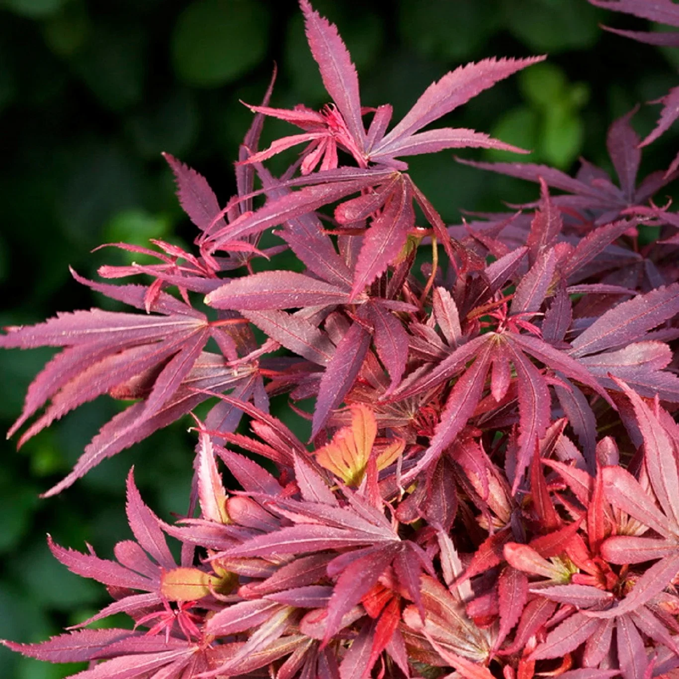 Acer palmatum 'Shaina' Viftelønn 'Shaina' på stamme Høyde 80 cm