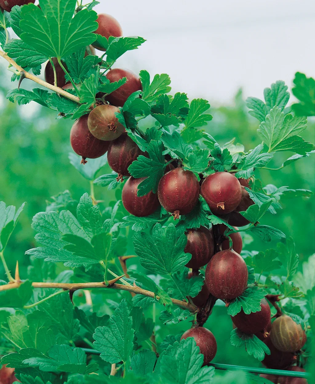 Ribes grossularia HINNONMÄKI RÖD Stikkelsbær HINNONMÄKI RÖD Ø22 cm
