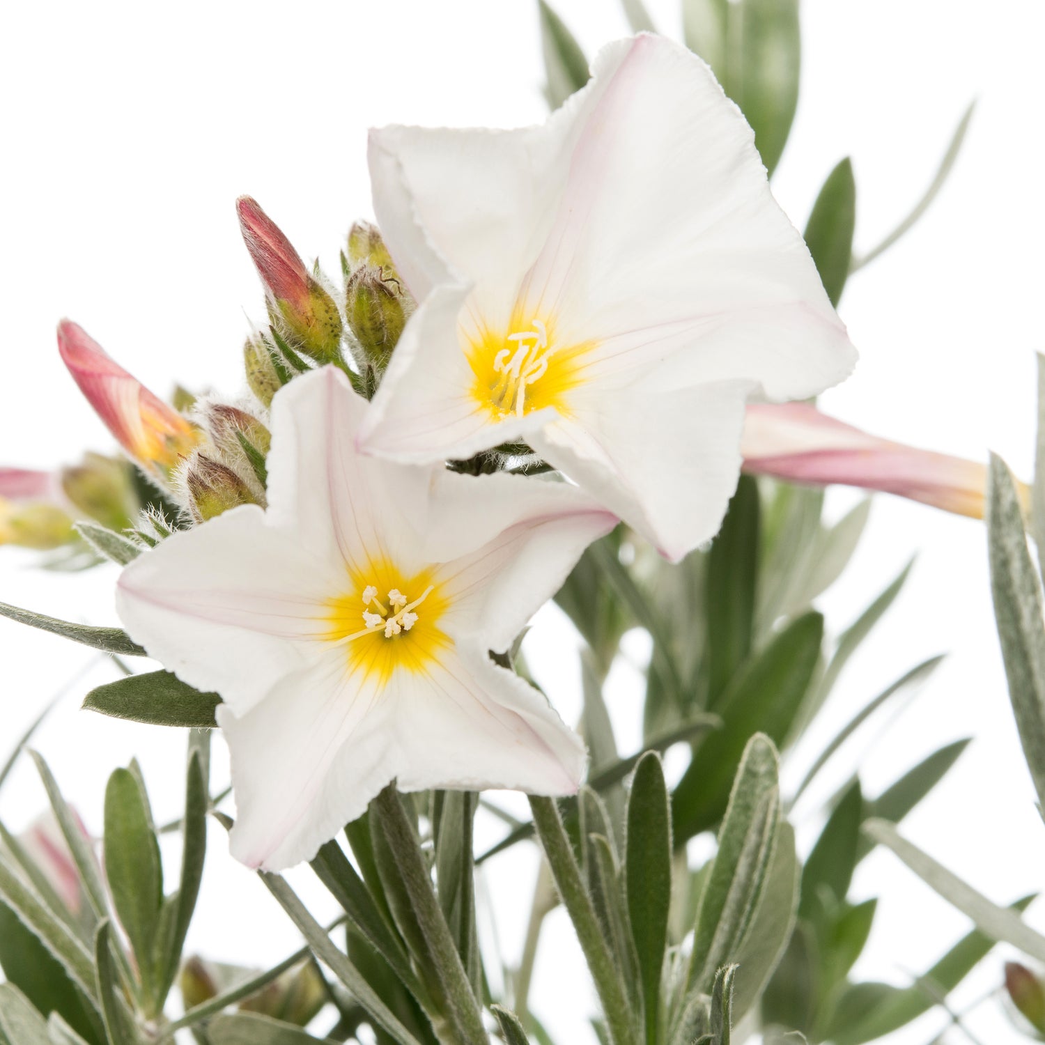 Zilverwinde (Convolvulus cneorum) D 19 H 20 cm