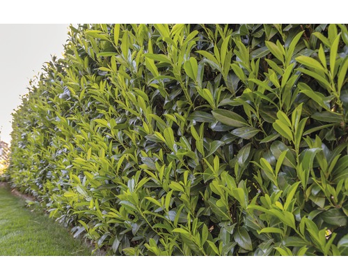 Laurierkers, Laurierkers FloraSelf Prunus laurocerasus 'Caucasica' H 100-125 cm ClickCo