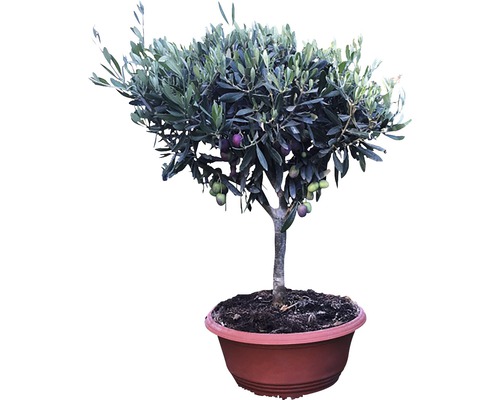 Olijfboom FloraSelf Olea europaea H 30-40 cm Ø 35 cm pot