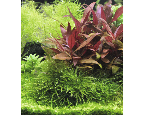 Taiwan Moss - Taxiphyllum alternans Taiwan In Vitro