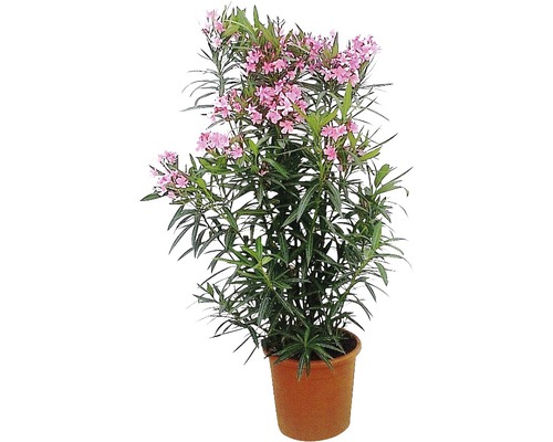 Oleander standaard FloraSelf Nerium oleander H 60-80 cm Ø 20 cm pot