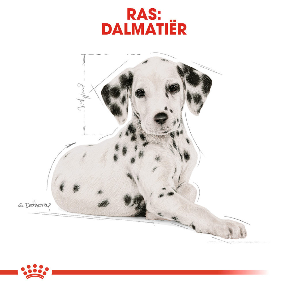 Royal Canin Dalmatian Junior - Hondenvoer
