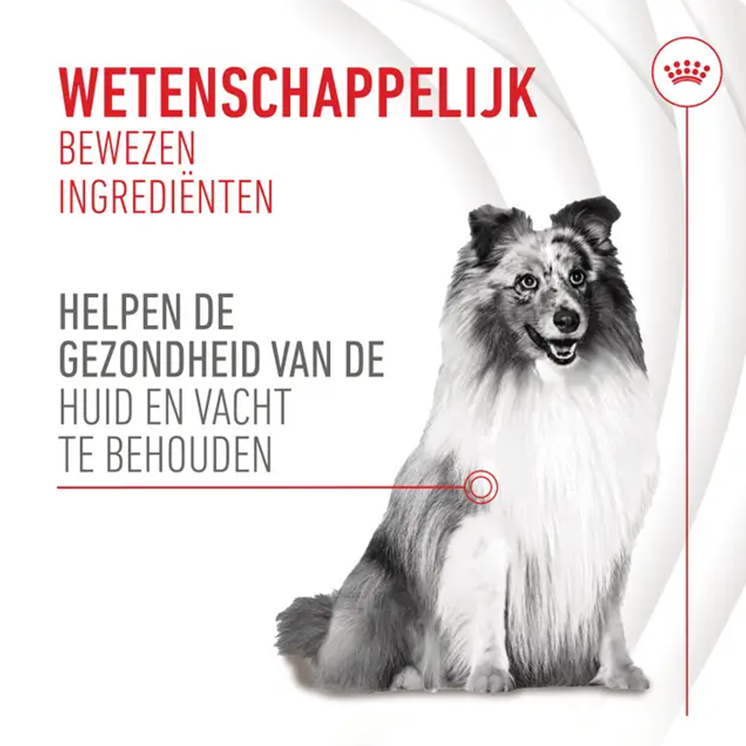 Royal Canin Skin & Coat Supplements Chews Hond
