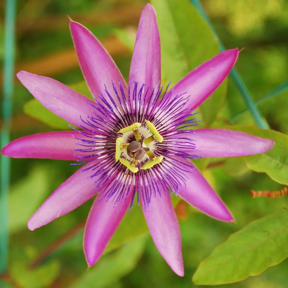 Passiebloem - Set van 3 - Passiflora hybridum - Hoogte 25-40cm - ⌀9cm