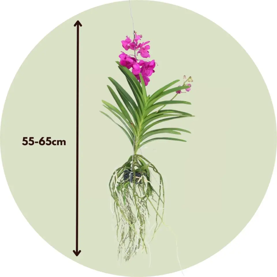 Cerice Orchidee - Vanda 'Tayanee Cerise' - Hoogte 55-65cm