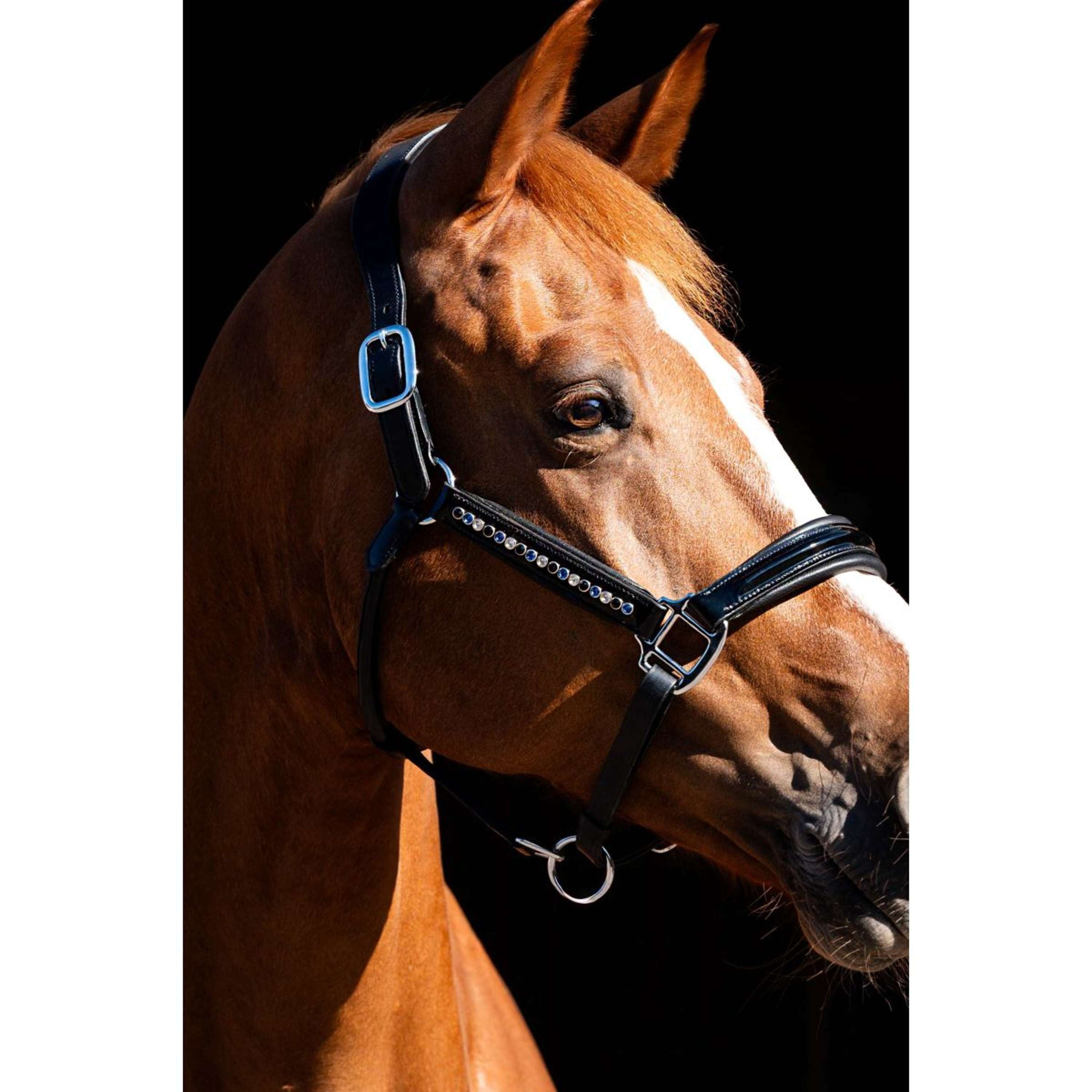 HB Showtime Halster Rivet Swarovski Leer Zwart/Navy