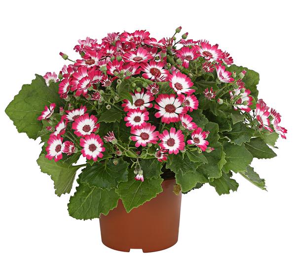 Teneriffa Stern - Cineraria