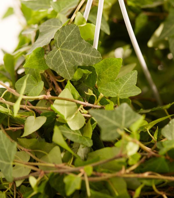 Efeu - Hedera helix, Ampel