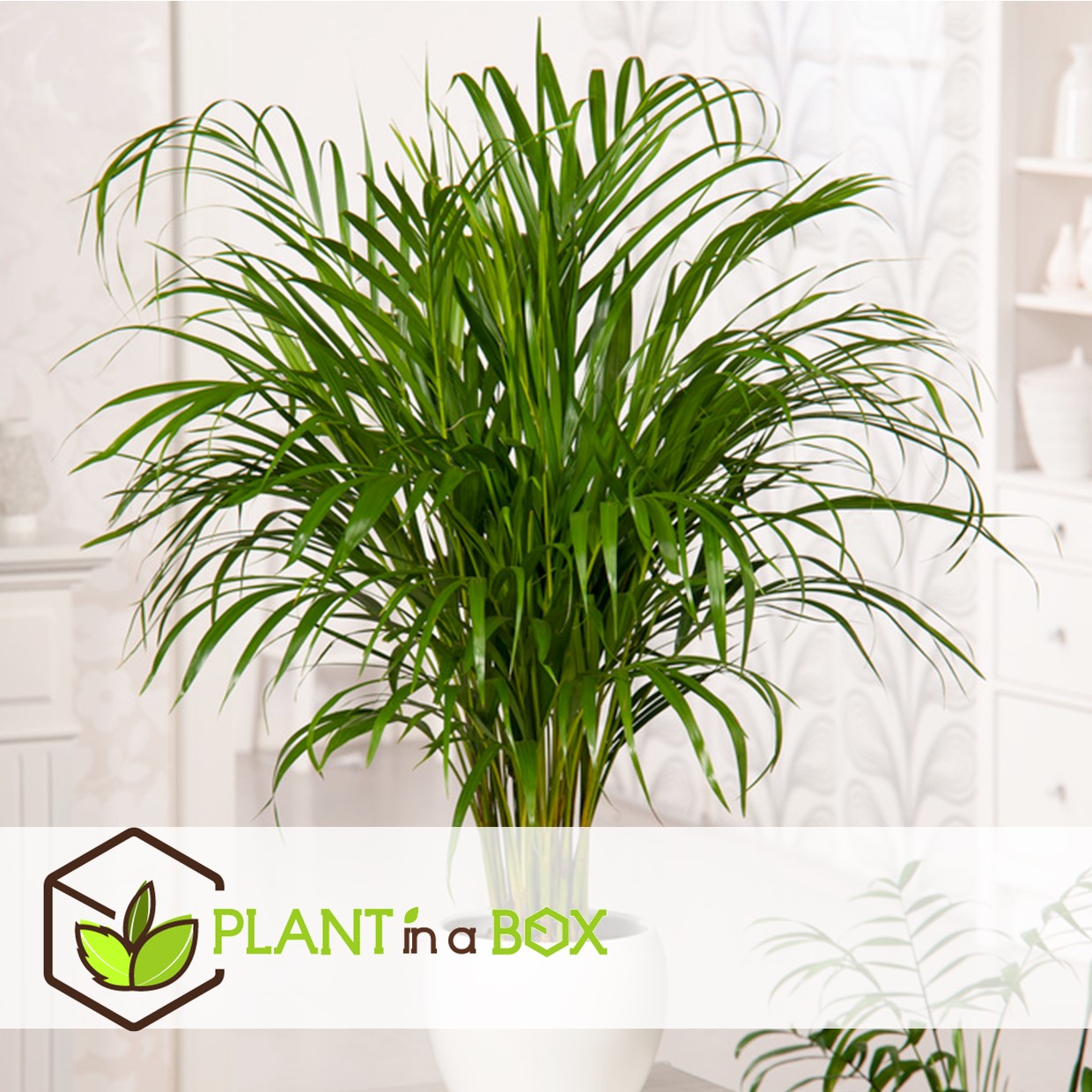 Xl indoor palm mix - mélange de 3 plantes - palme - pot 17cm - hauteur 70-90cm