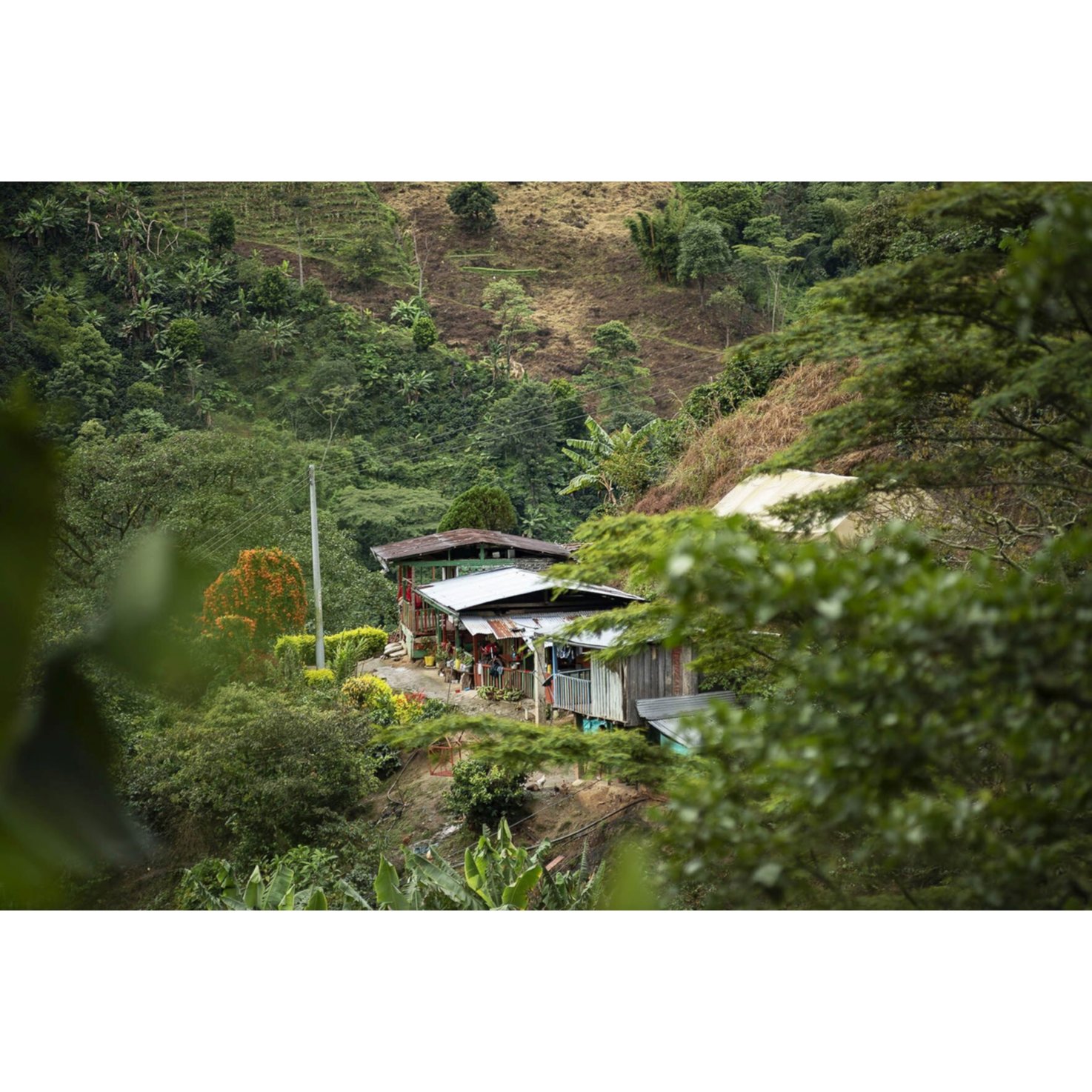 Perle de café Bio Bohnenkaffee Colombia