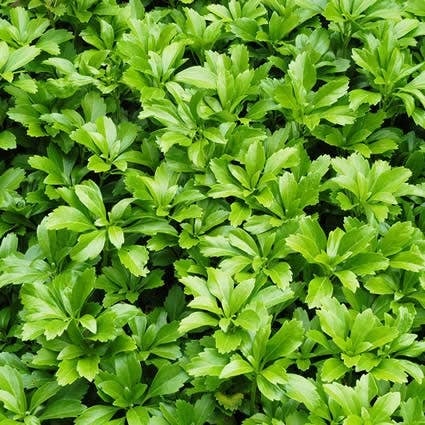 Dikkemanskruid (Pachysandra terminalis 'Green Carpet') D 9 H 10 cm