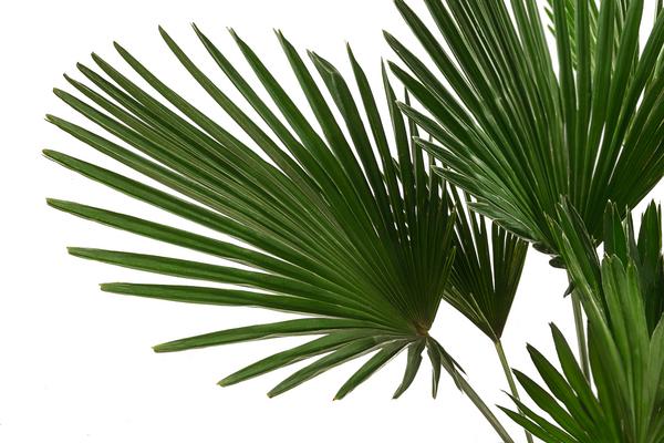 Wagners Hanfpalme