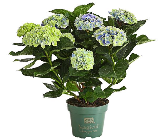 Hortensie 'Magical', verschiedene Farben