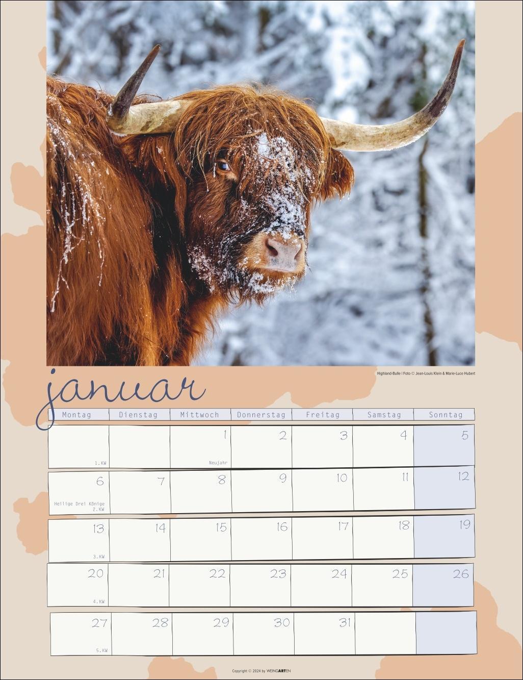 Kuh Kalender 2025