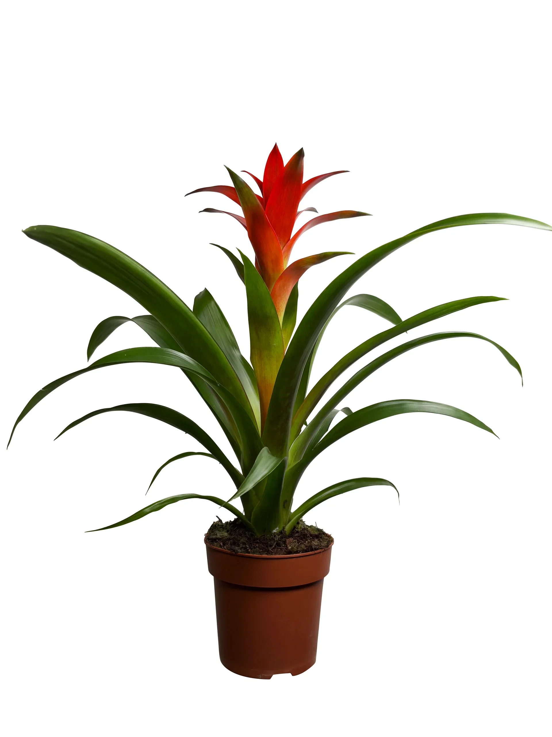 Guzmania mix 12 cm Guzmania mix Høyde 40 cm