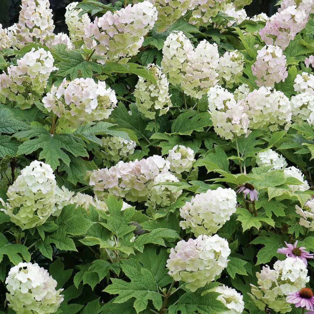 Hortensia à feuilles de chêne ou hydrangea quercifolia