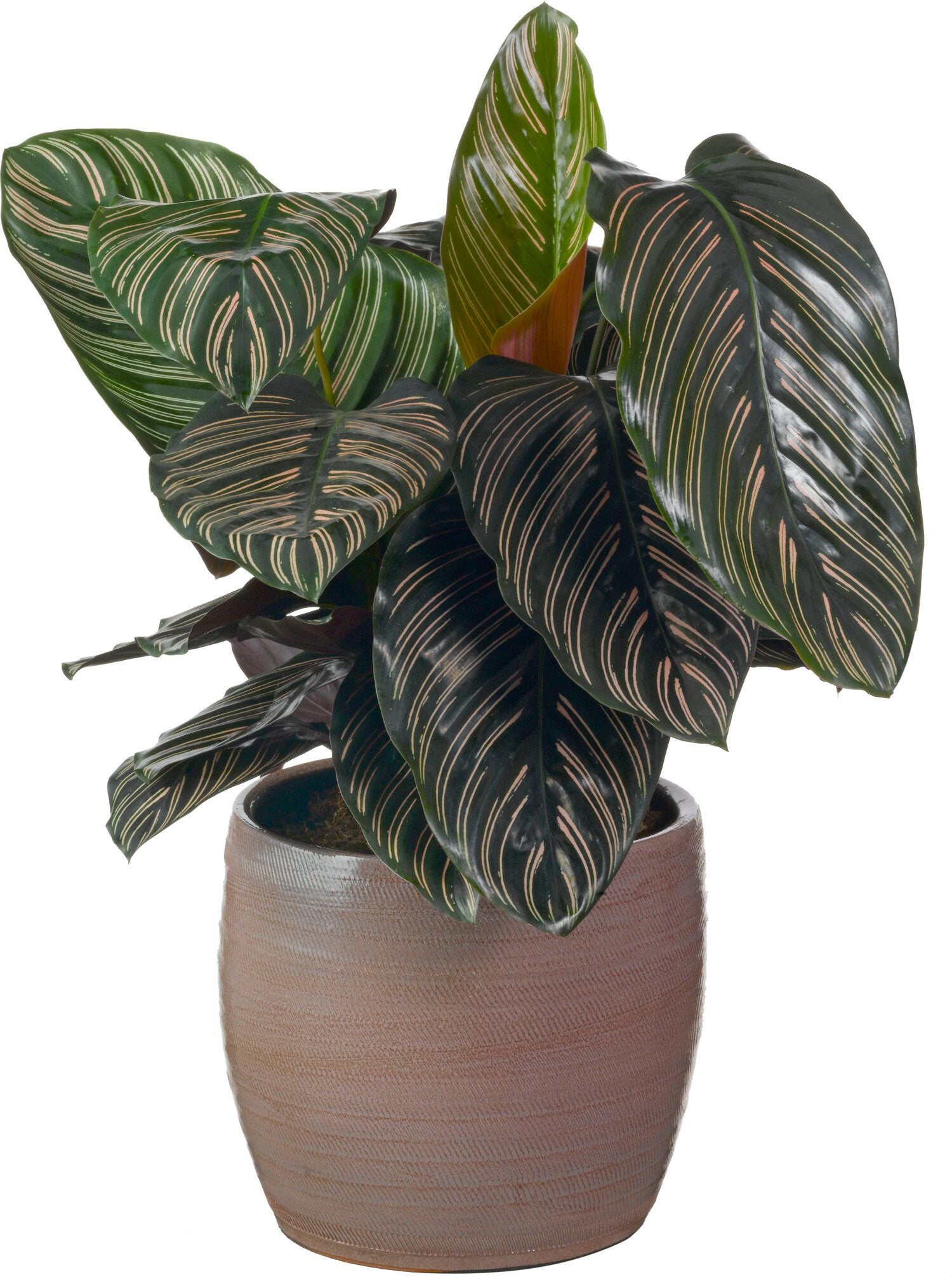 Calathea (Calathea sanderiana 'Ornata') D 19 H 80 cm