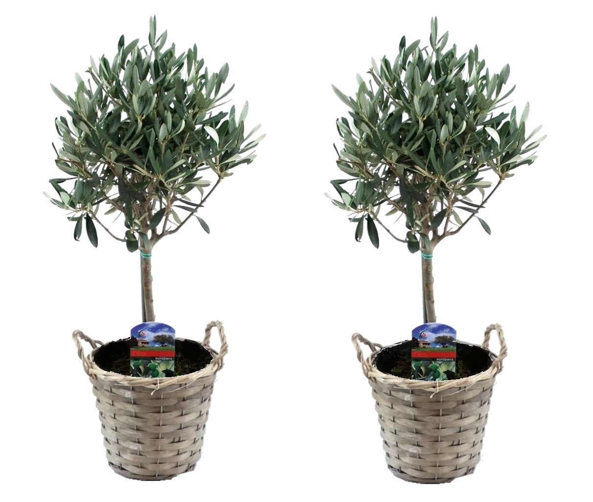 Olea europaea - set de 2 - d'olivier dans un panier - pot 14cm - hauteur 45-55cm