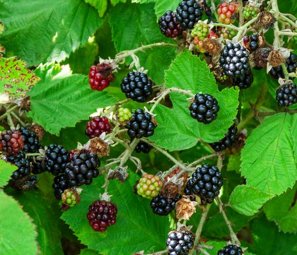Bio Brombeere 'Navaho® BigandEarly®'