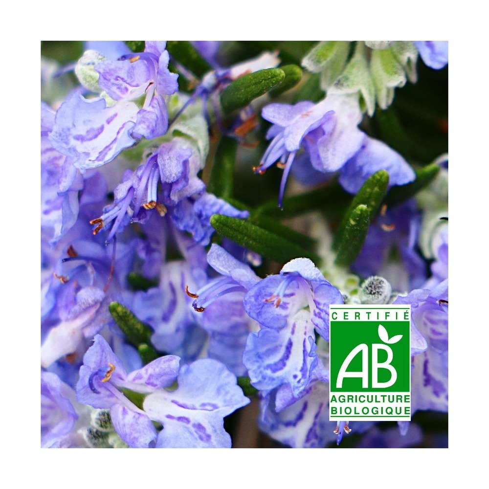 Romarin officinalis sappho bio/rosmarinus officinalis sappho bio[-]lot de 9 godets