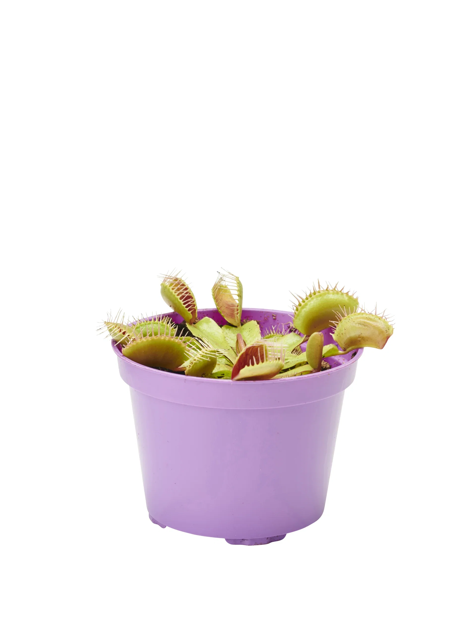 Dionaea muscipula Venusfluefanger Høyde 10 cm