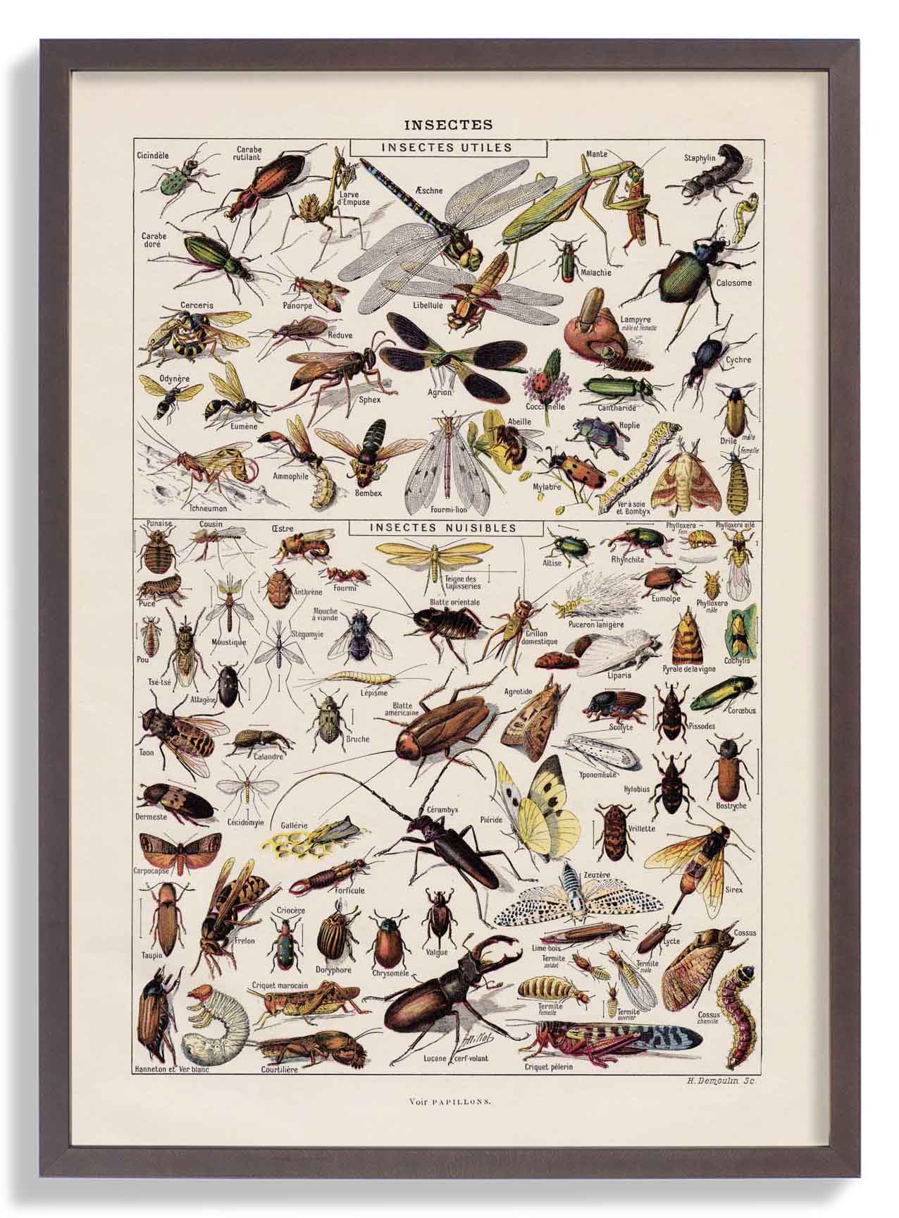 Insekten Larousse