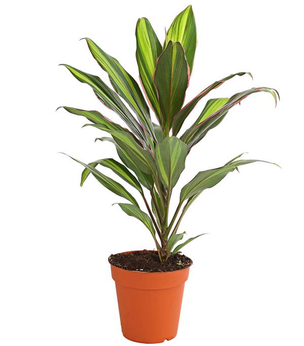Keulenlilie - Cordyline cultivars,