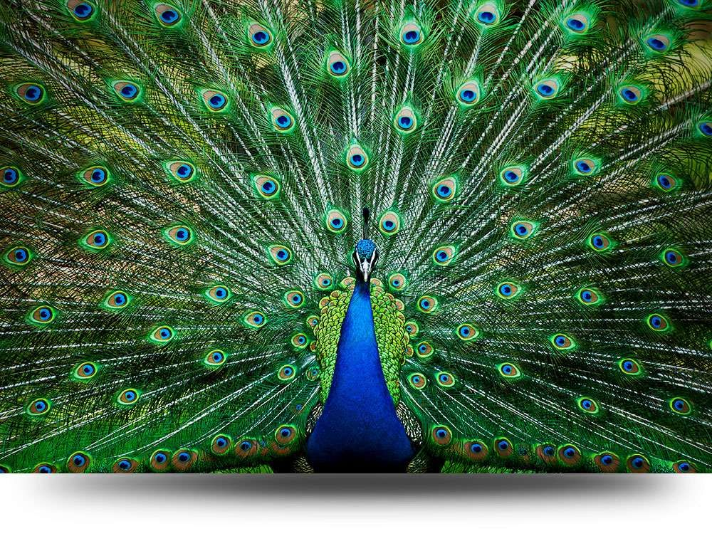 Canvas schilderij Pauw 150 x 100 cm