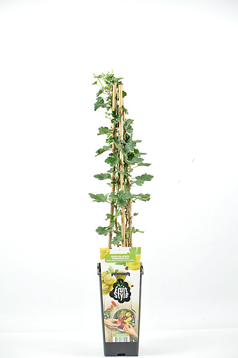 Groseille à maquereaux pot 2L
