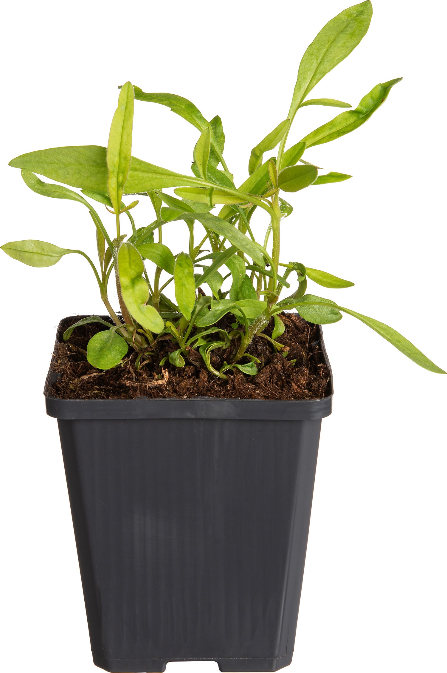 Meisjesogen (Coreopsis lanceolata 'Baby Gold') D 9 H 10 cm