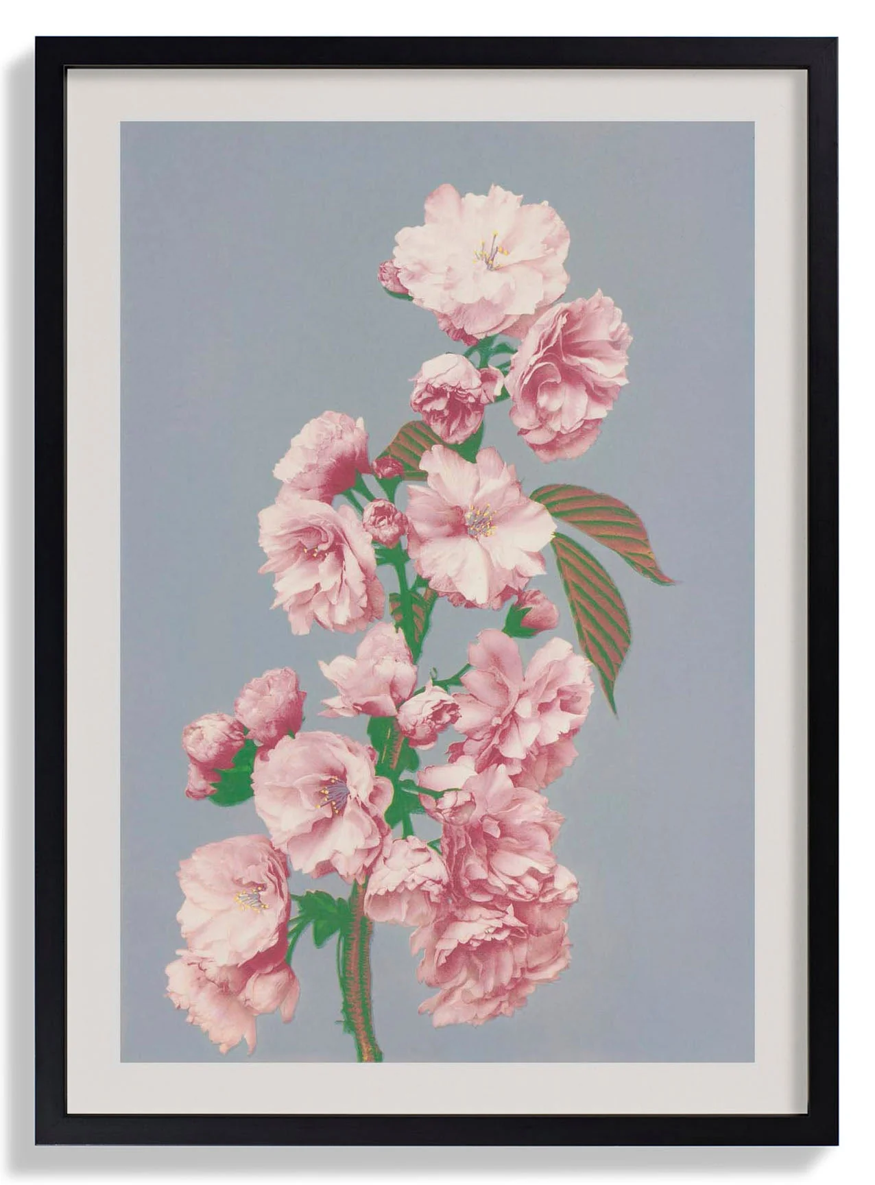 Kirschblüte von Ogawa Kazumasa