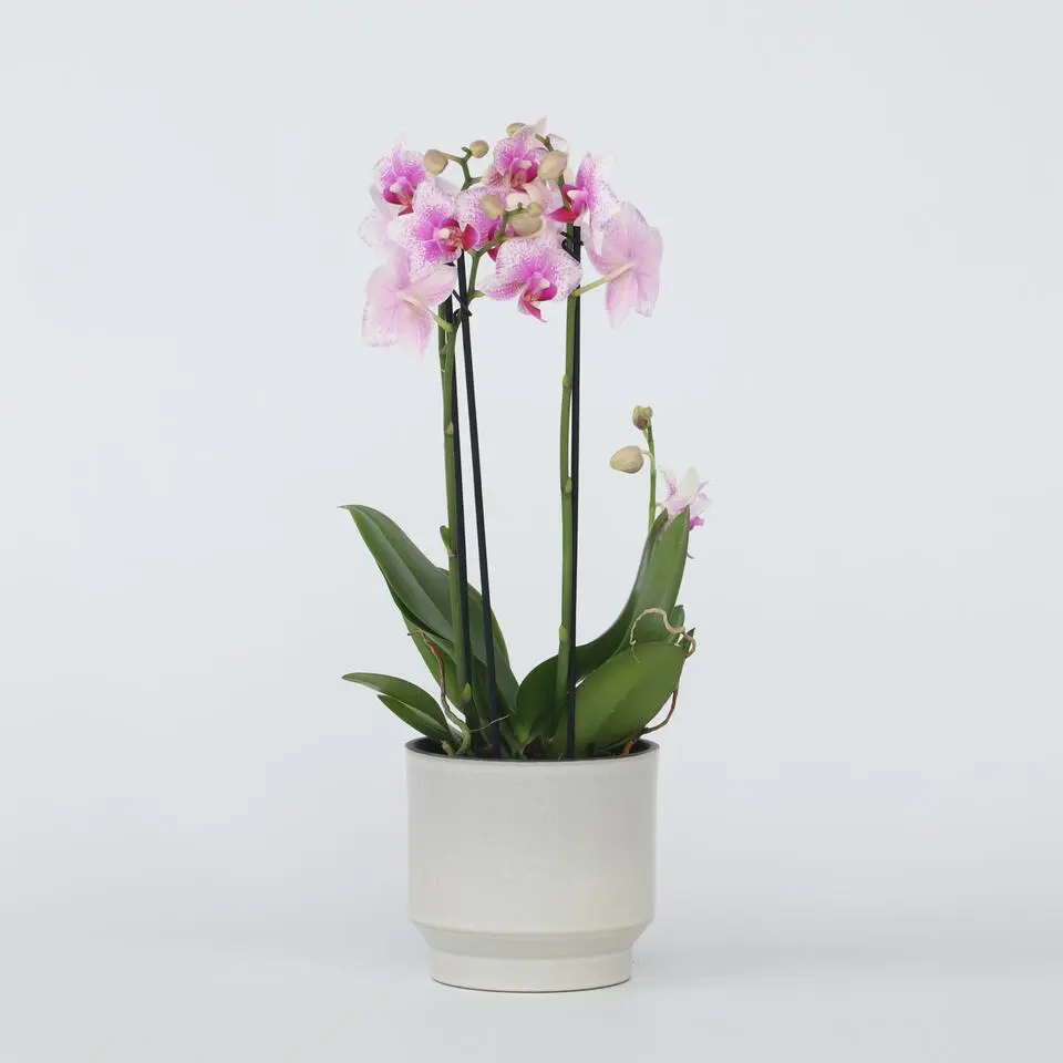 Orchidee roze - Phalaenopsis Multiflora - Hoogte 35-45cm - ⌀12cm