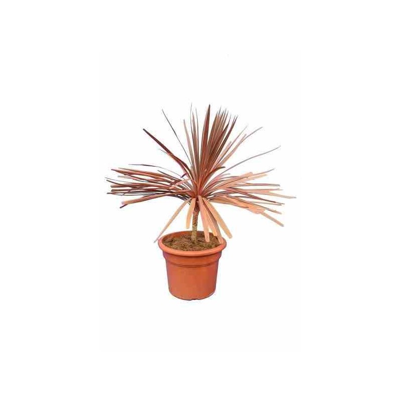 Cordyline australis southern splendor blanc - taille pot de 12 litres ? 80/100 cm