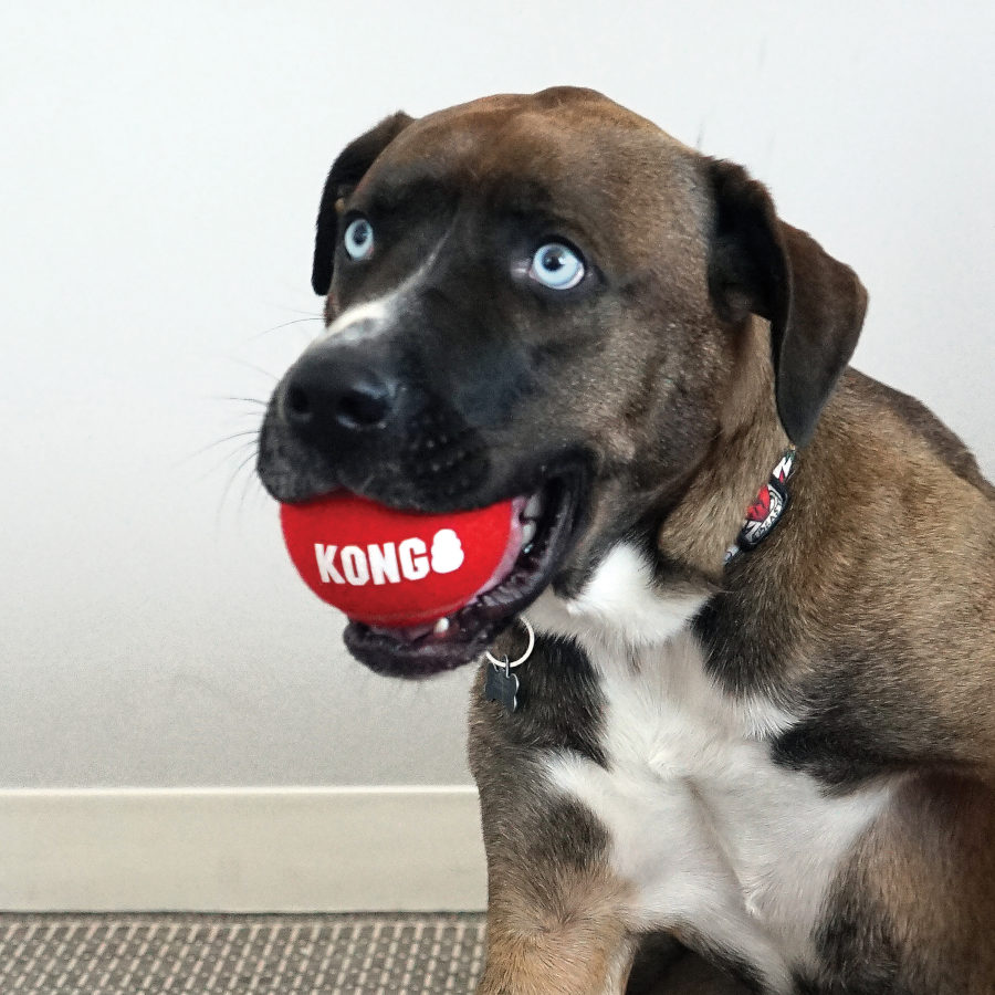 Conjunto de 2 bolas de tênis Kong Signature Sport para cães