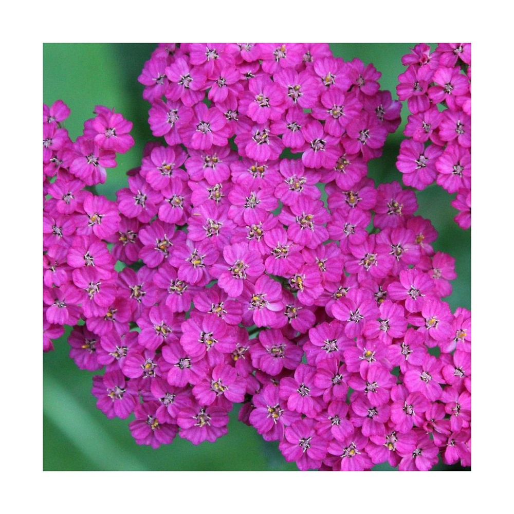 Achillée millefeuille cerise queen/achillea millefolium 'cerise queen'[-]godet