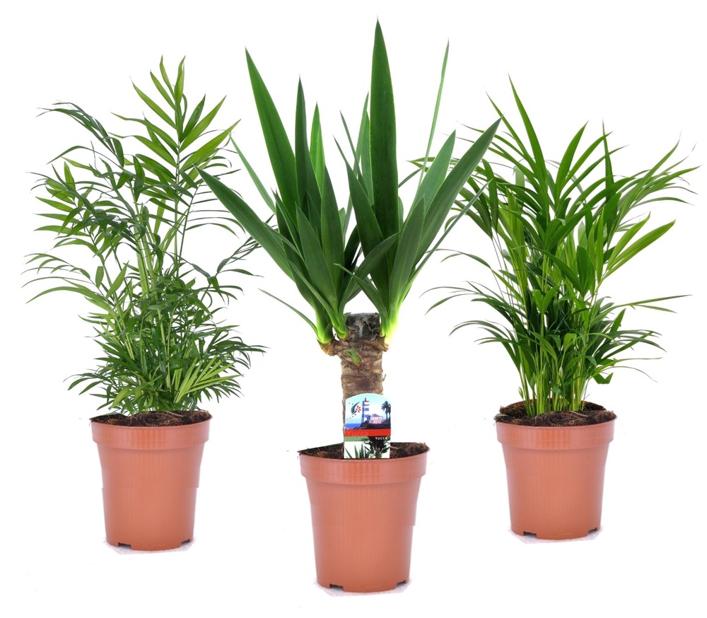 Mélange de mini palmiers - set de 3 - pot 12cm - hauteur 30-40cm