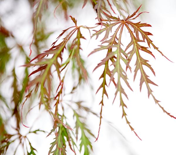 Dunkelroter Schlitz-Ahorn 'Dissectum Garnet'