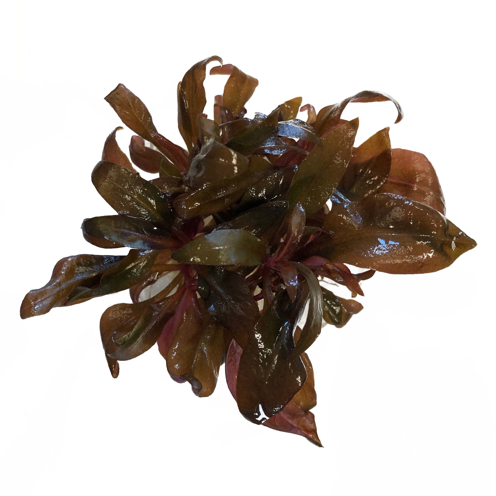 Alternanthera Reineckii Pink In Vitro Bakje