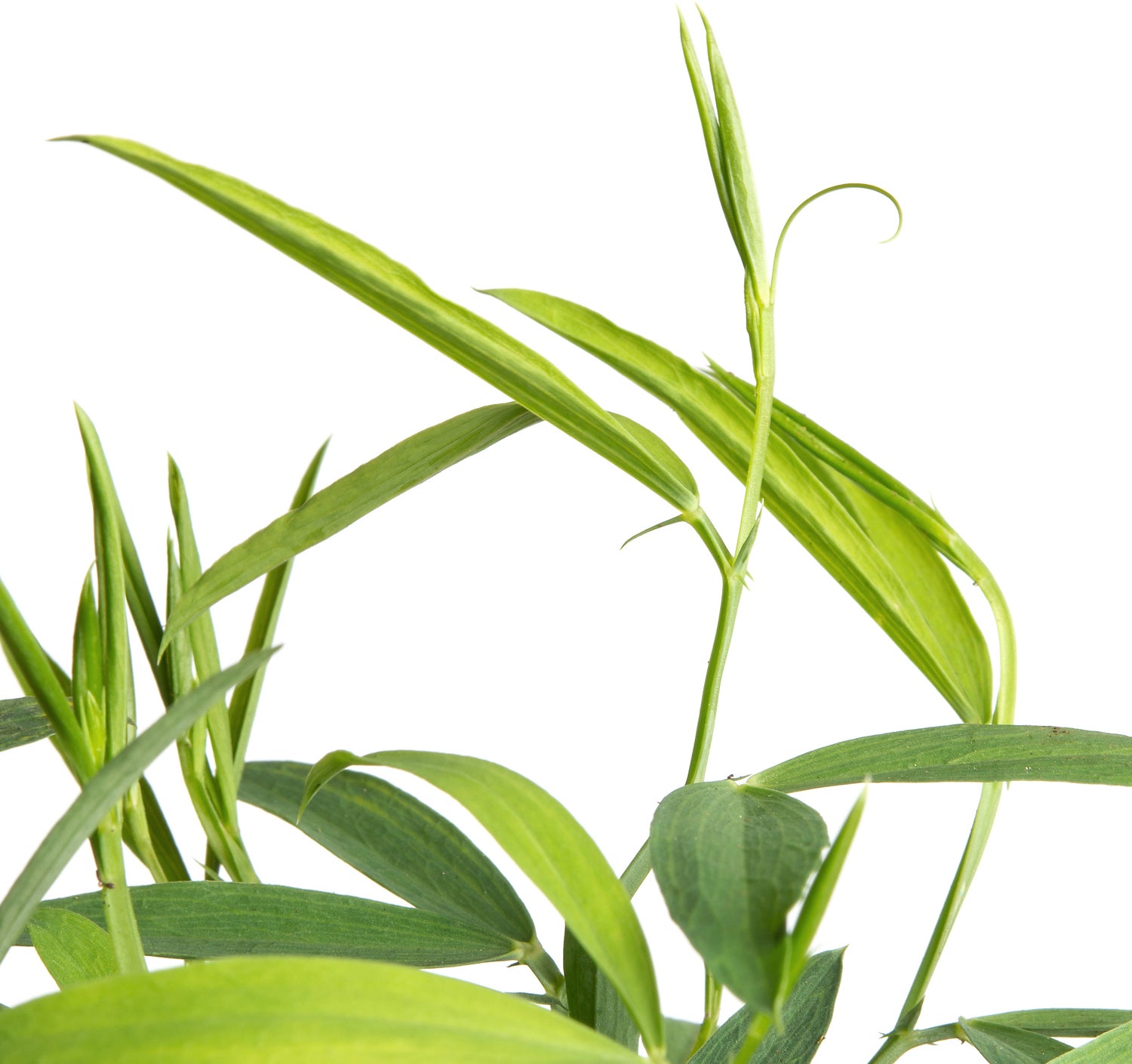 Pronkerwt (Lathyrus latifolius 'White Pearl') D 11 H 20 cm