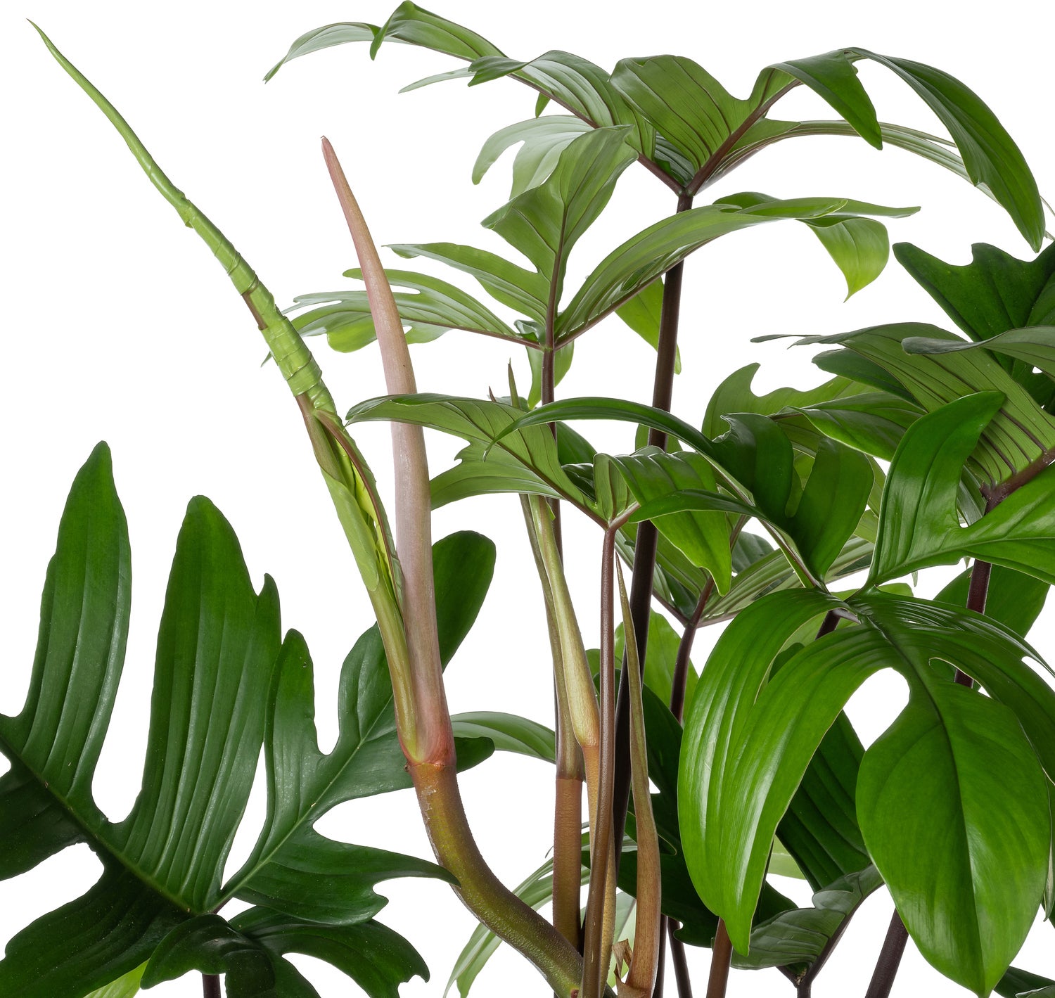 Philodendron op mosstok (Philodendron pedatum ) D 27 H 120 cm