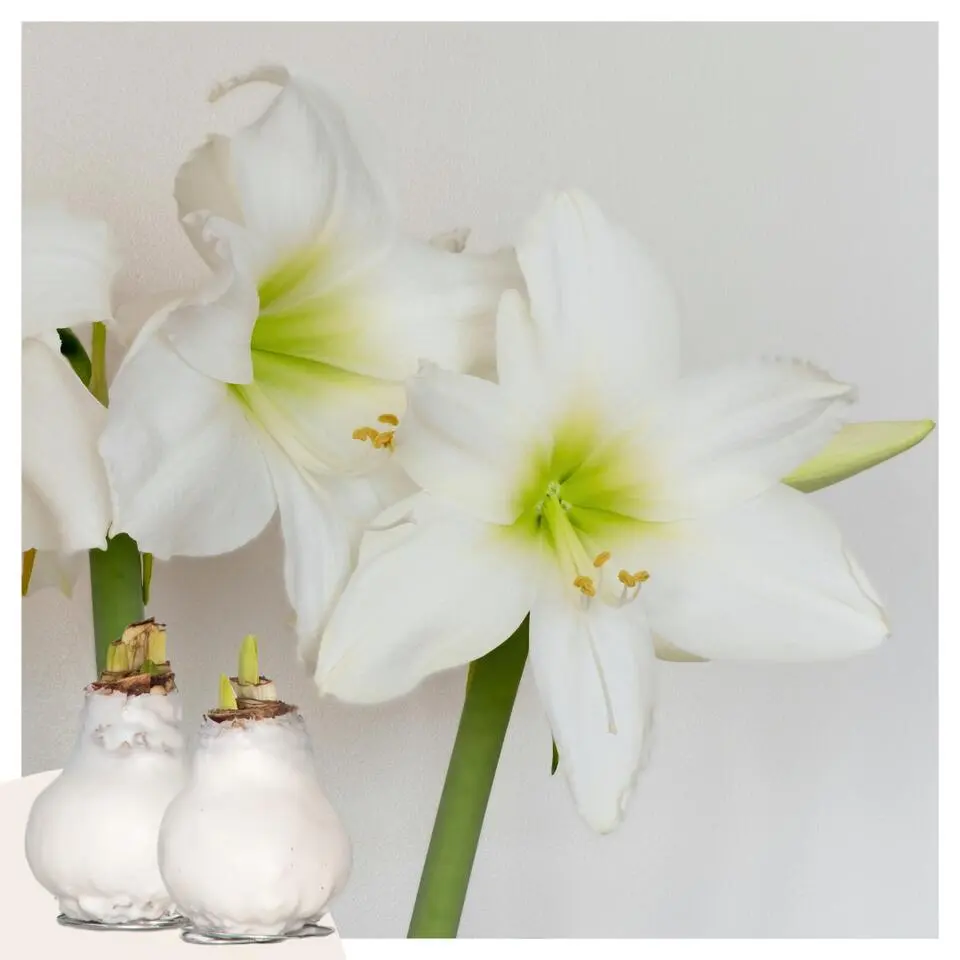 Amaryllis - Hippeastrum 'Wax White' - Bloembol - Rood