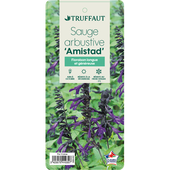 Salvia x Amistad Truffaut : C 3L