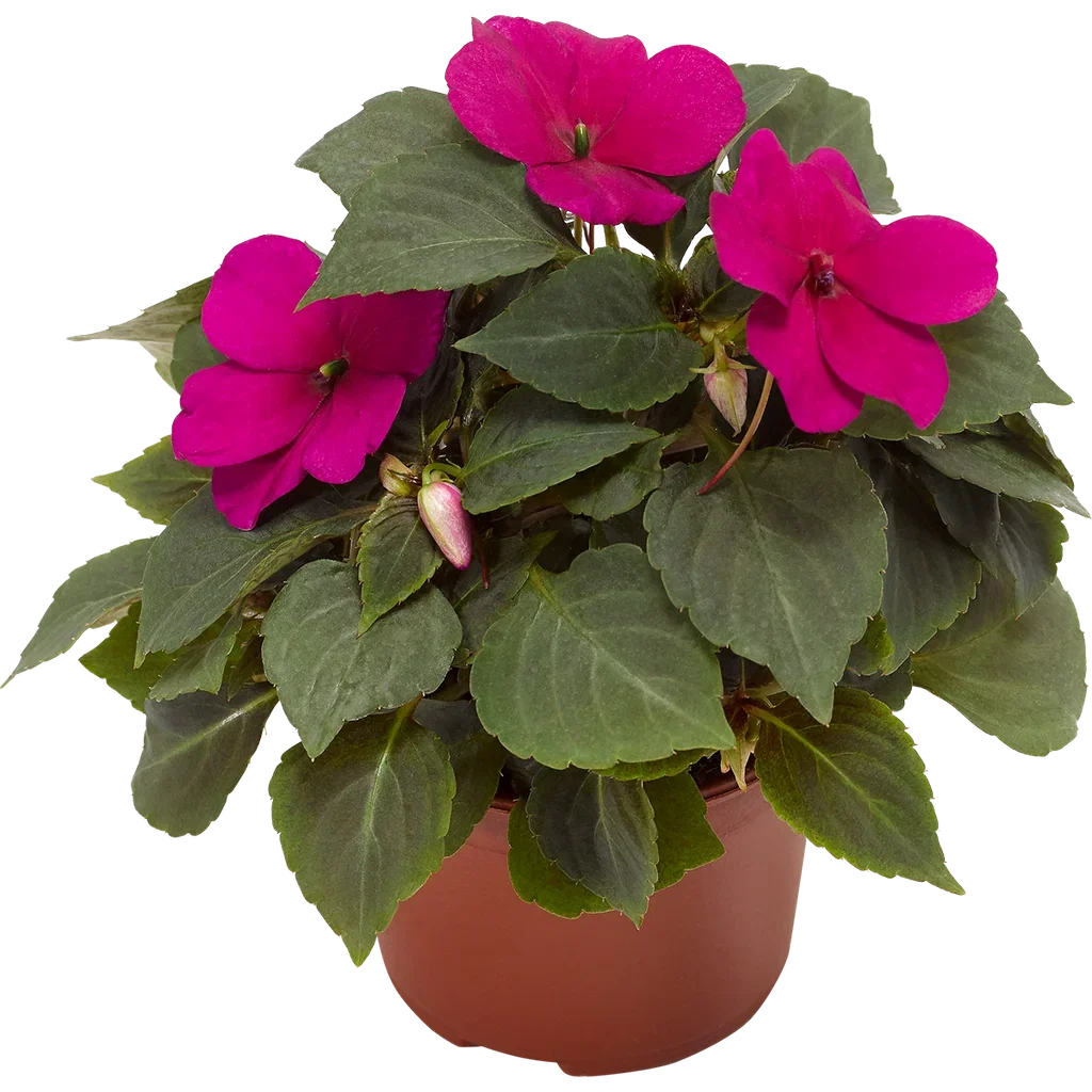 Impatiens walleriana 'Imara' Purple  12 cm Flittiglise ‘Imara’ Ø12 cm