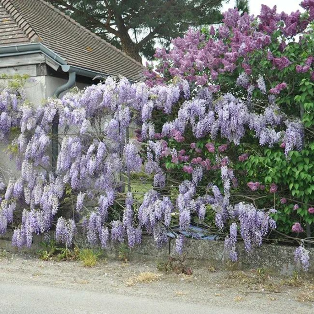 Glycine de chine bleue - wisteria sinensis 1.5l