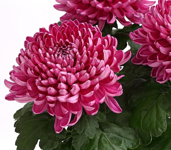 Deko-Chrysantheme